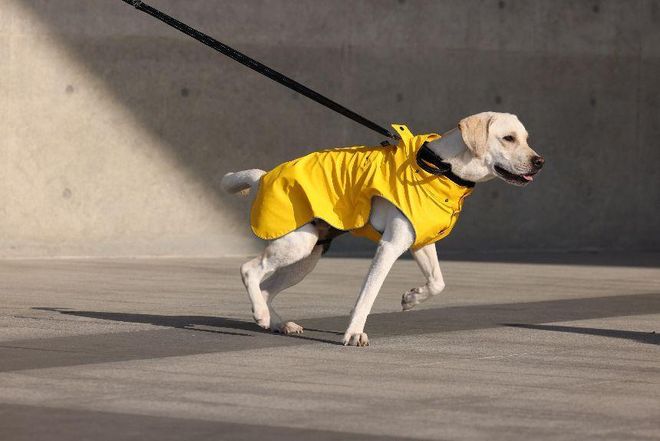 买出80亿装备新蓝海开元棋牌中国养宠人(图2)