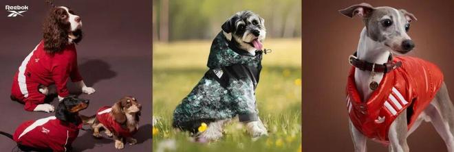 买出80亿装备新蓝海开元棋牌中国养宠人(图6)