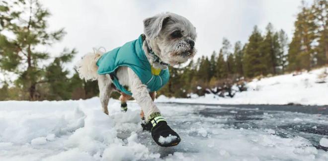 买出80亿装备新蓝海开元棋牌中国养宠人(图7)